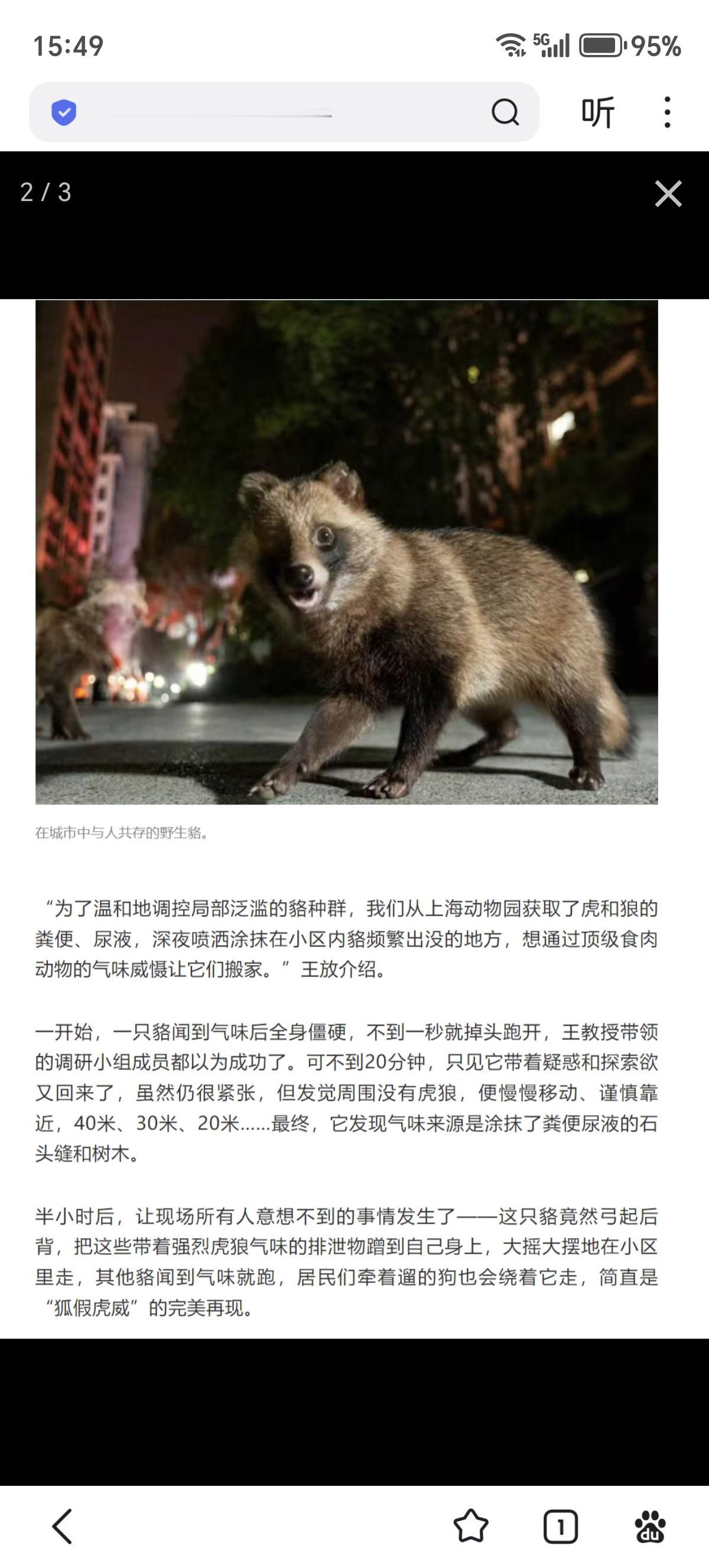 世说新语：貉假虎威
看到个新闻说，上海有些地方野生貉局部泛滥，成天在小区里晃悠，