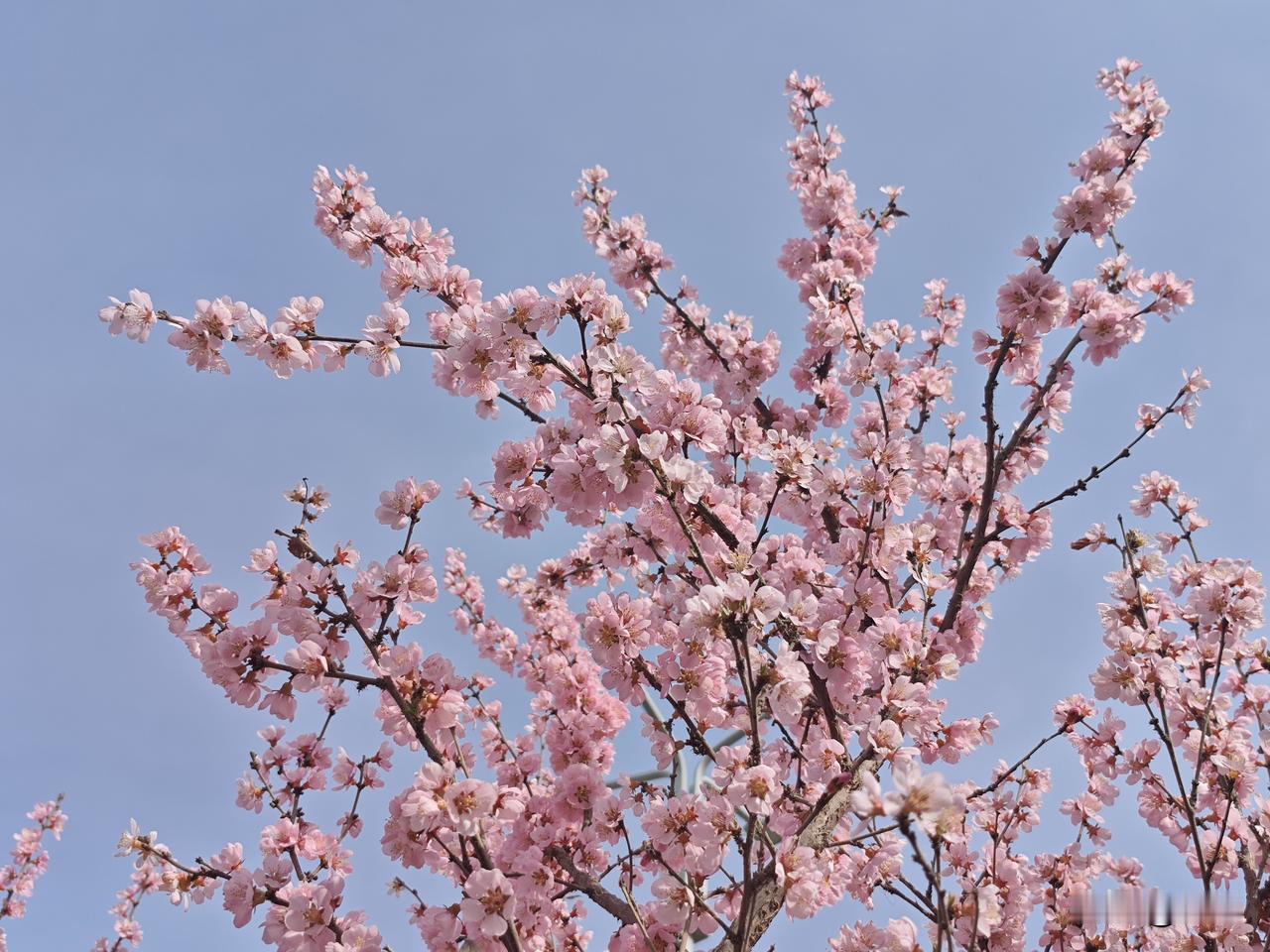采桑子·桃红柳绿
       粉云轻簇春梢上，瓣染霞匀，丝曳风温，半树胭脂半缕