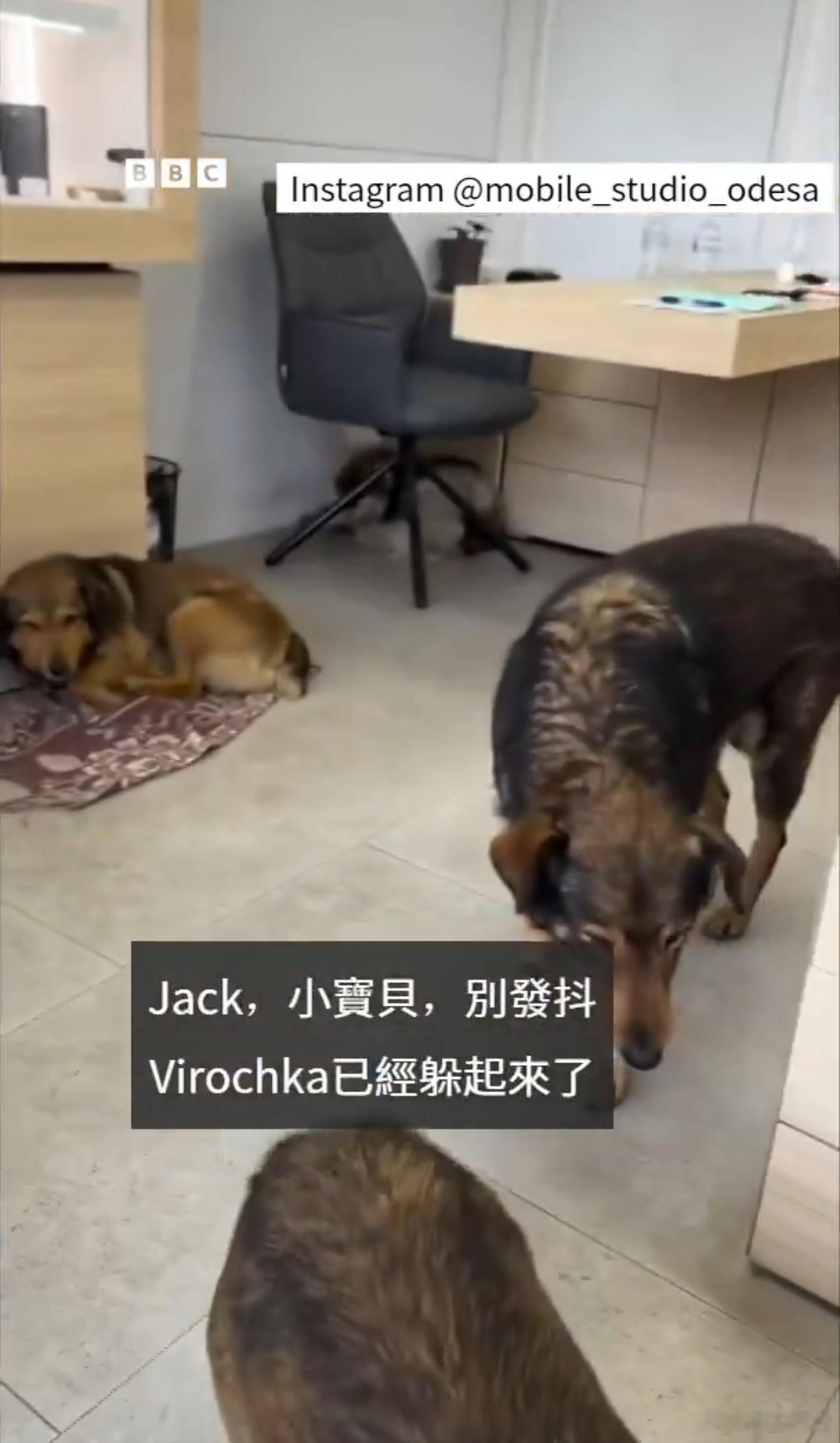 ‼️ 随着俄罗斯对乌克兰的袭击持续，乌克兰一家小商店成了流浪狗的避难所。    