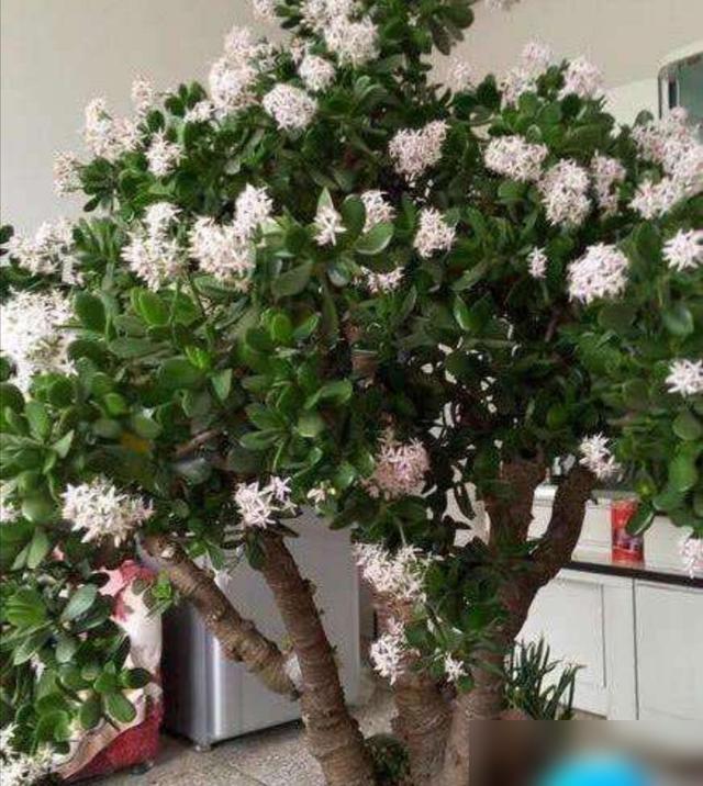 谁不想家里又暖又有盼头啊！最近刷到好多人说客厅要养吉祥树，像橡皮树、发财树这些，