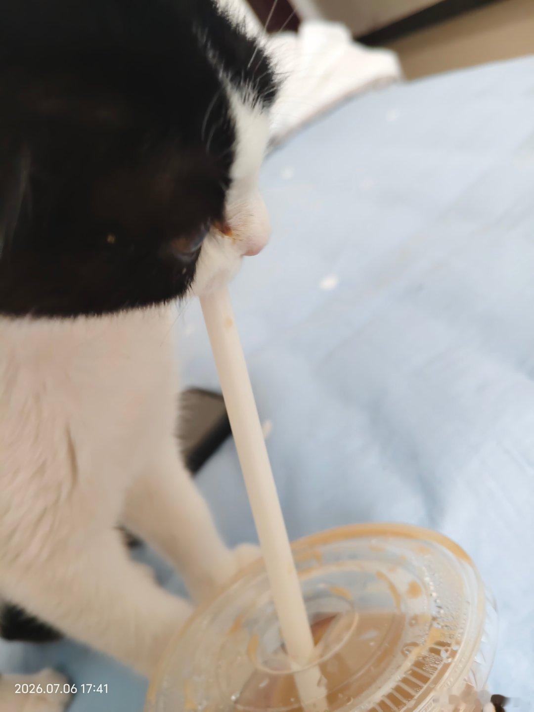 神了，这猫会喝咖啡 （已教育） 
