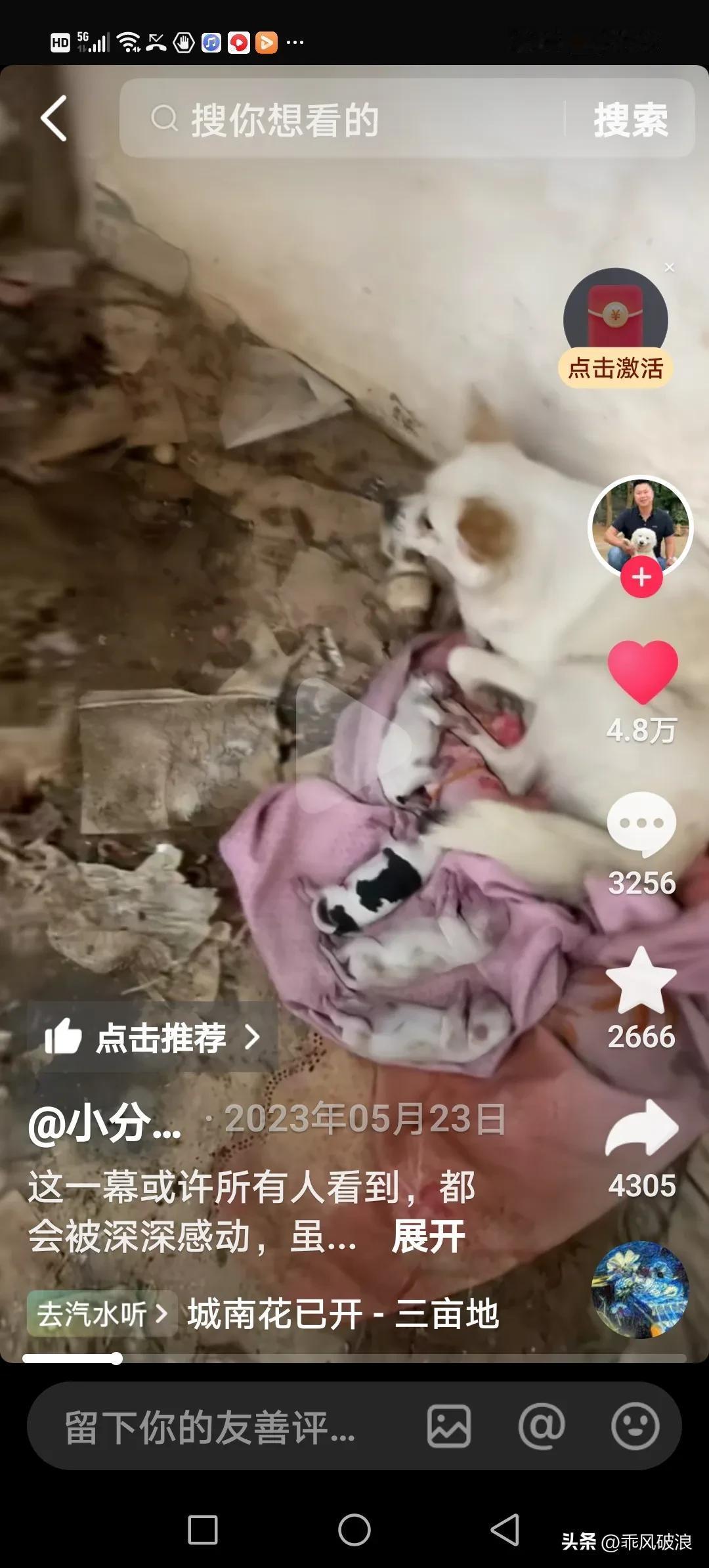 流浪狗妈妈产下五只幼崽，其中三只不幸夭折。好心人欲帮忙清理幼崽尸体，并救助尚存气