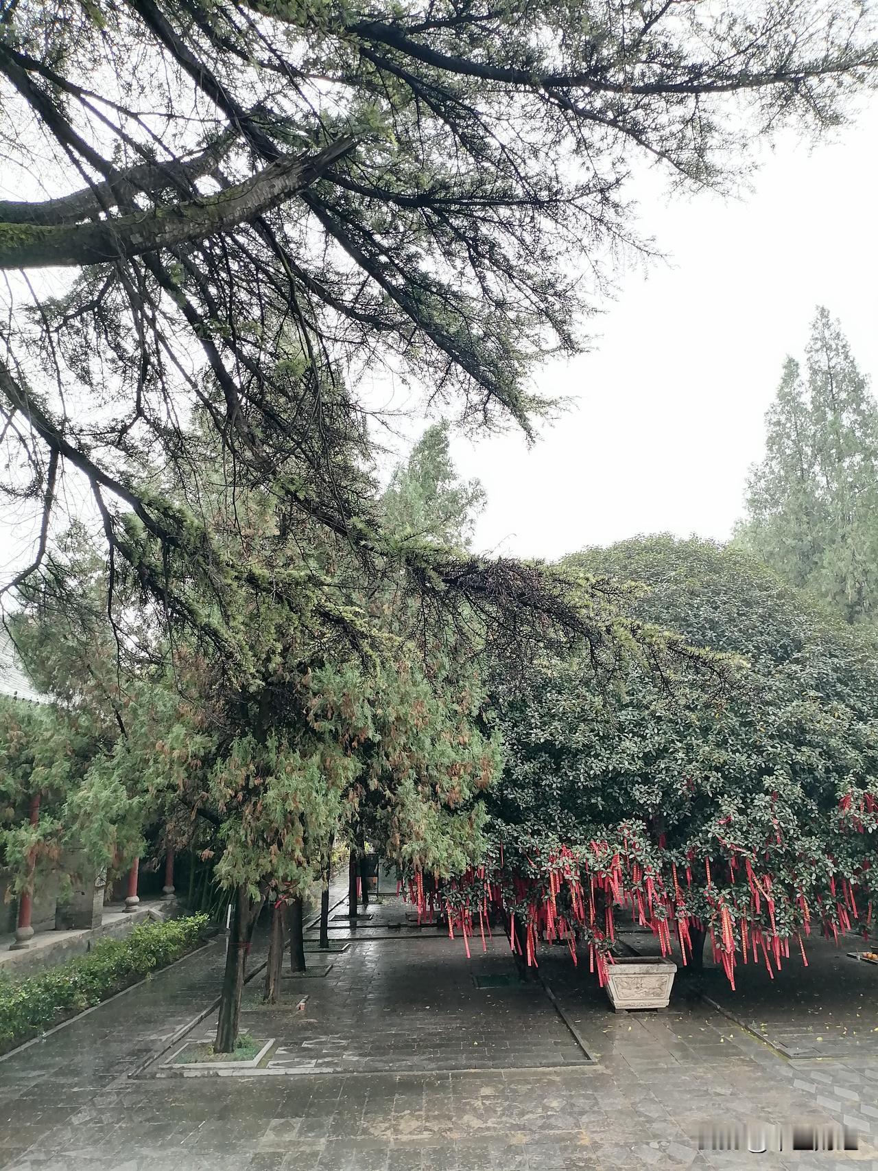 秋分这天的仪式感挂满红带祝福的桂花树！