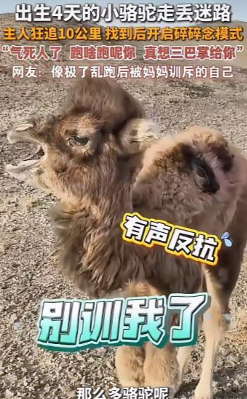 内蒙古一只刚出生4天的小骆驼，因为受到同伴排挤离家出走，主人找了一天走了10公里