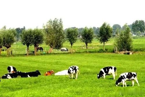 【优然牧业获伊利"输血"23亿，为何仍陷150亿资金困局？】全球最大原料奶供应商