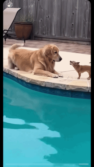 不知天高地厚，
肆意挑衅权威，
最终的下场就是成为落水狗！