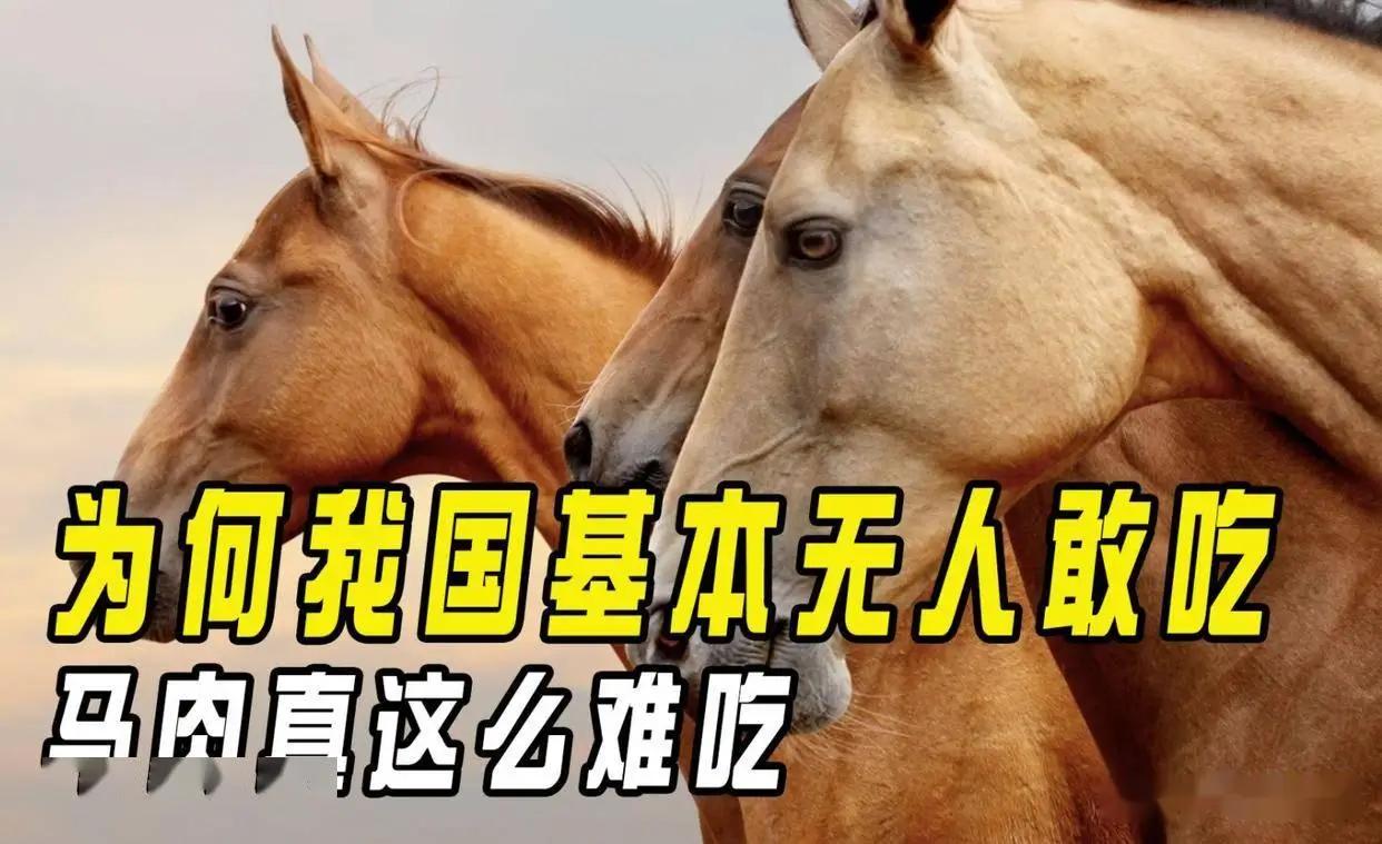 中国每年有470万匹马被屠宰，可是在国内几乎看不到有人吃马肉，这些马肉都去哪了？