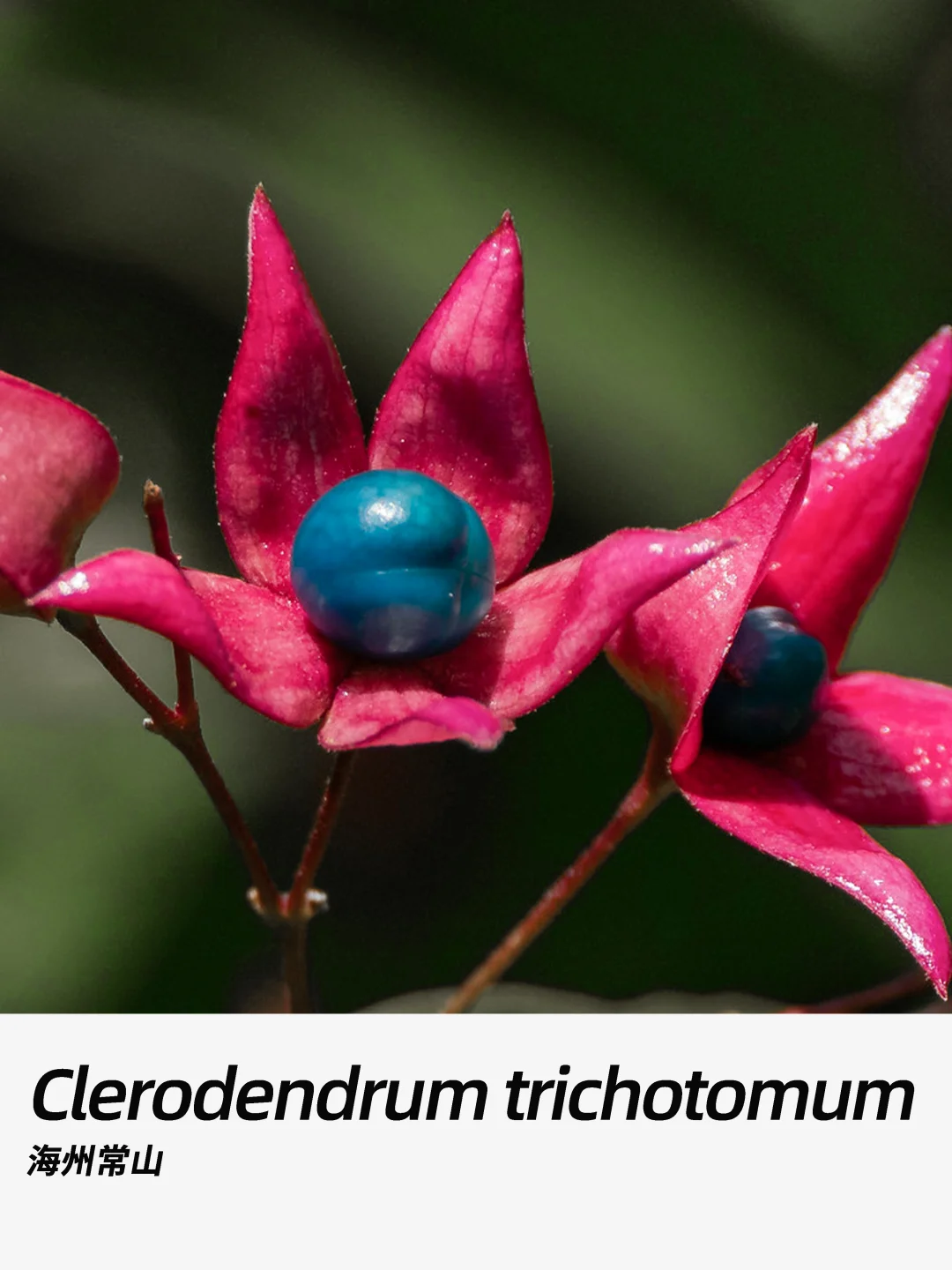 带你每天认识一种花材291｜海州常山