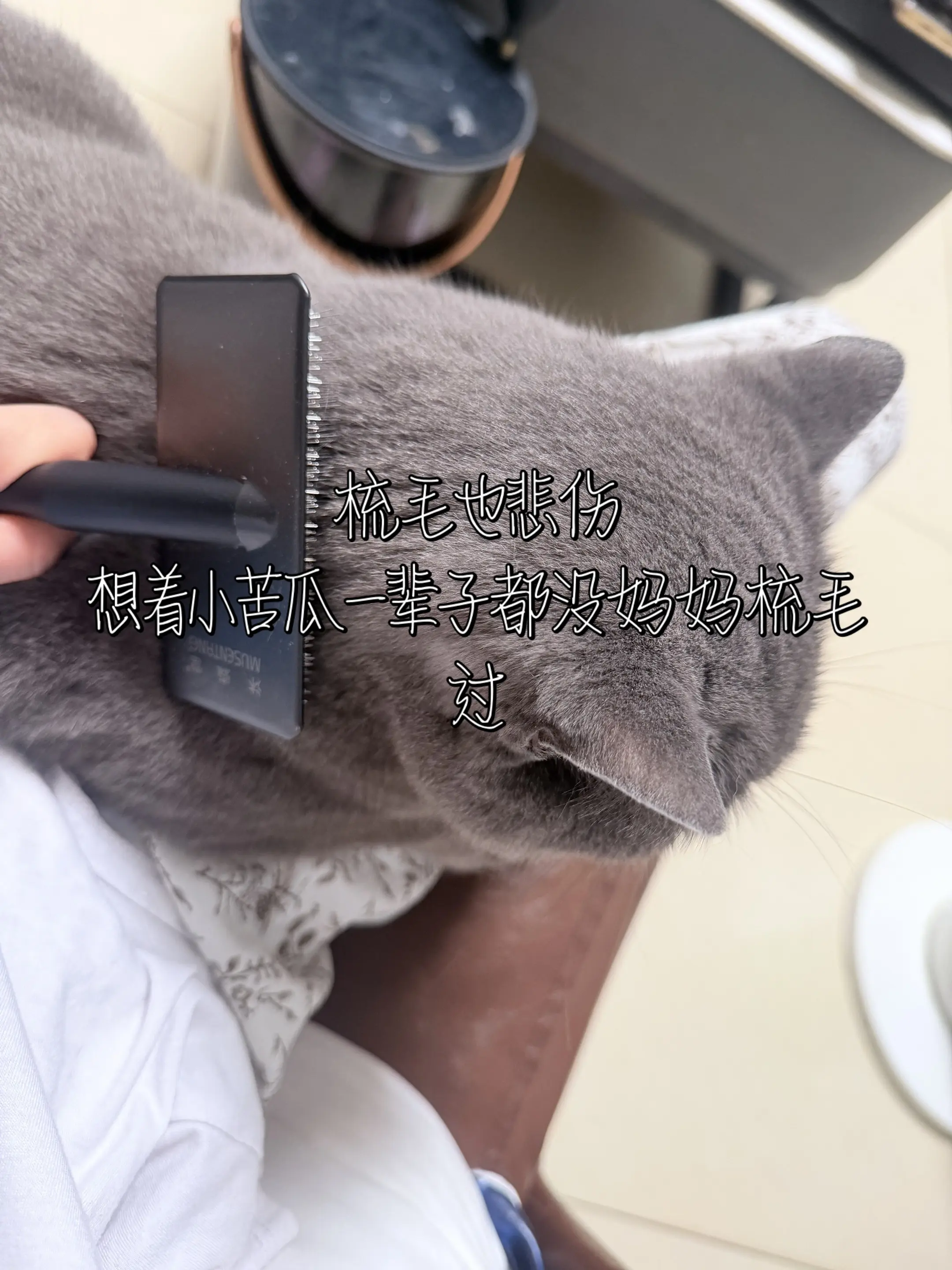 求立法