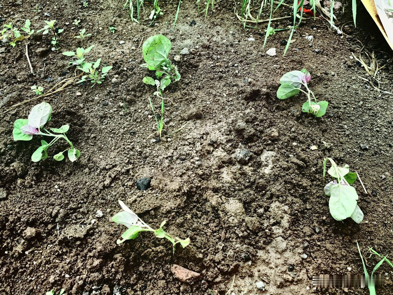 五一回来种的野菜，现在都长得一人高了。后院的草，爬的到处都是，墙上的瓷砖都掉下来