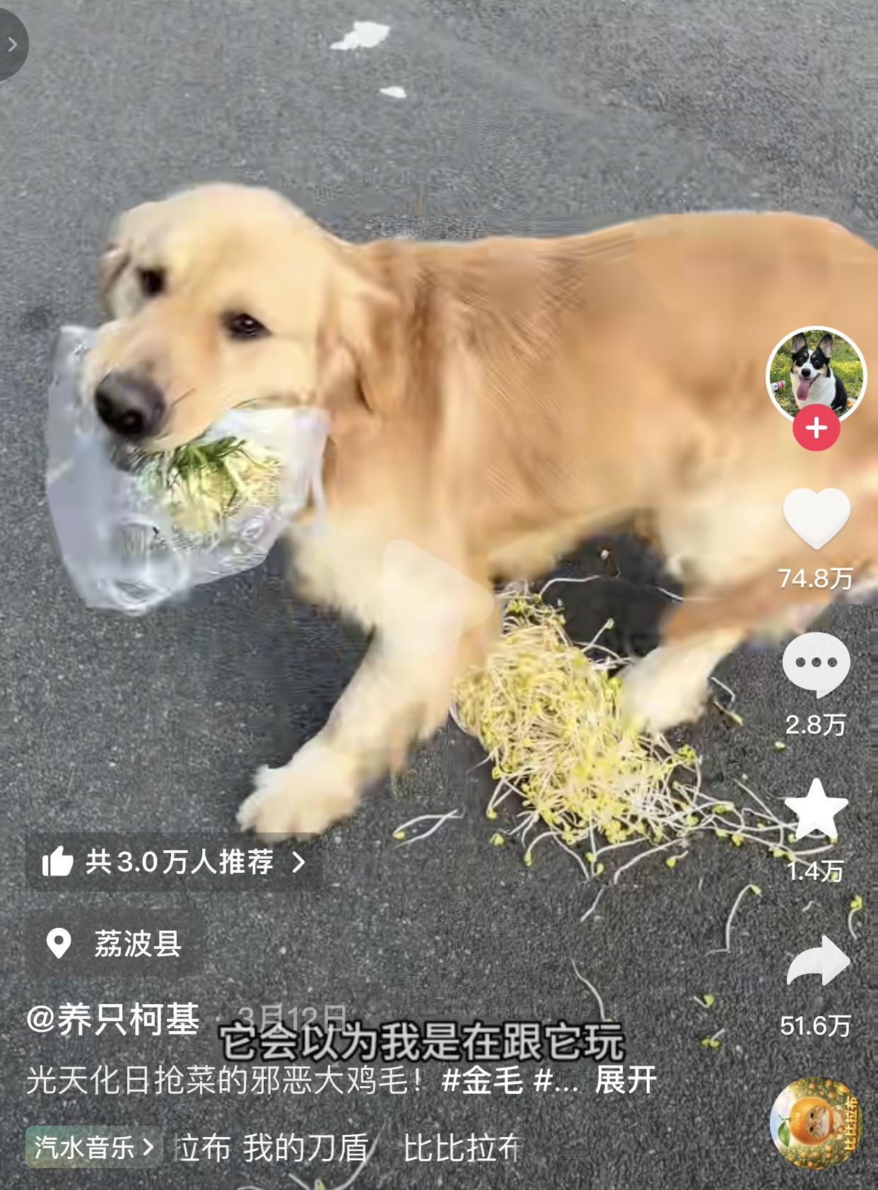 这年头出门在外还能被狗欺负了。
刷到一网友买完菜在路上偶遇一只主人不在身边的大金