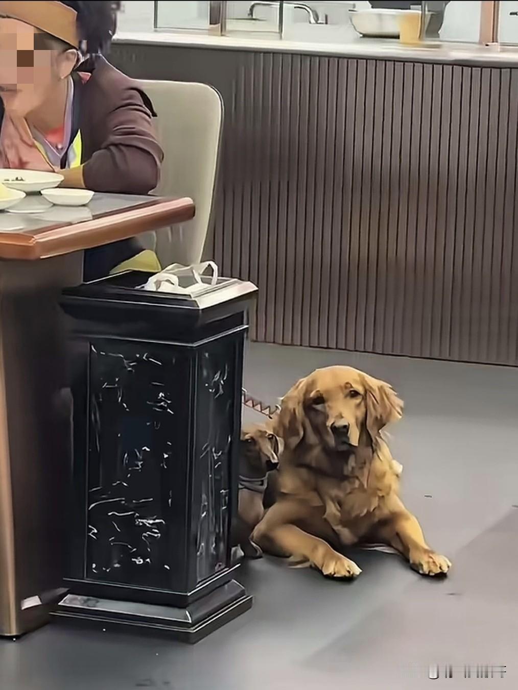 一女子带着宠物狗去餐厅吃饭，让她没想到的是就在她去弄酱料的功夫，她的金毛把她桌子