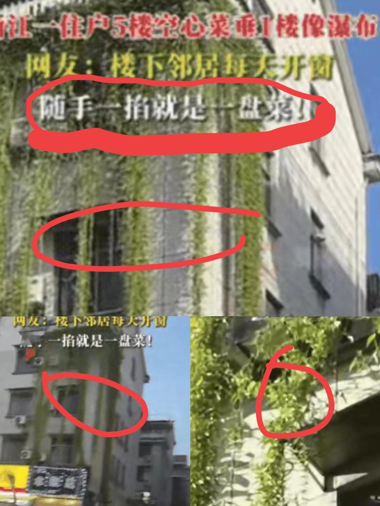 这下好了，
不仅邻居知道了，
全国人民都知道了！
 
谁能想到，阳台种的空心菜能