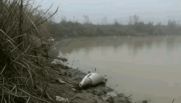 偶然看到一段很治愈的画面，一条大鱼被困在岸边的泥地上，如果一直留在岸上，很难活下