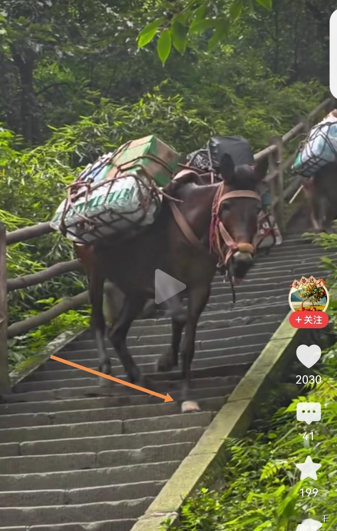 骡子比人聪明，驮着货物下山时居然知道斜跨着下坡，因为这样可以减少膝关节受力磨损，