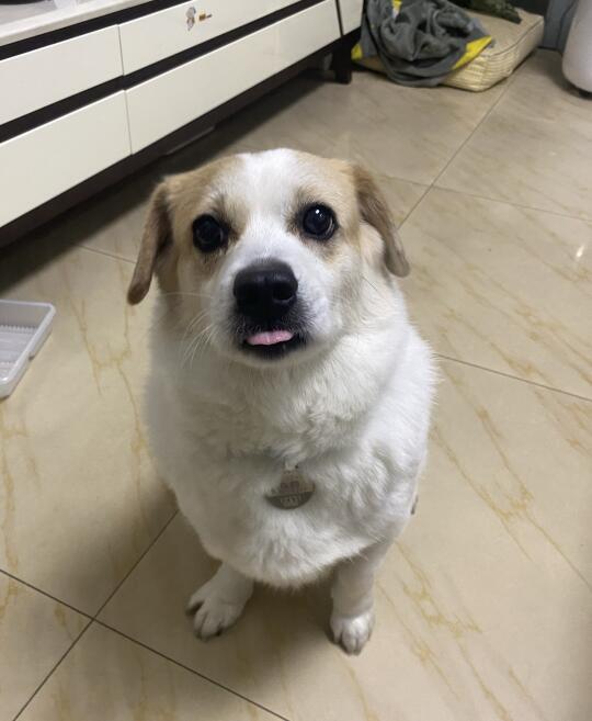 冠能老年犬狗粮，让我家毛孩子成功逆袭