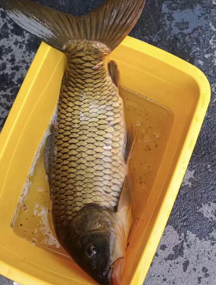 我在河南一景区吃过一回600元所谓的黄河大鲤鱼，现在才明白，那个当上的太大了！