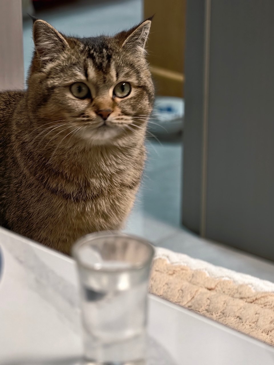 有的猫一看面相就老实巴交那我家的呢。老师，我家孩子能当童模吗？ 