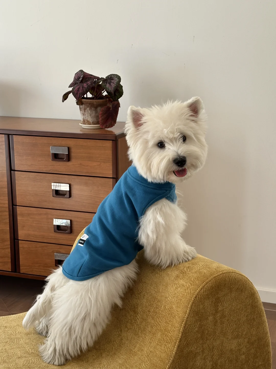 这个蓝色上身真的绝了！