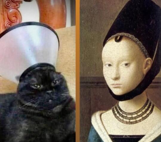 关于小猫的梗图🦴