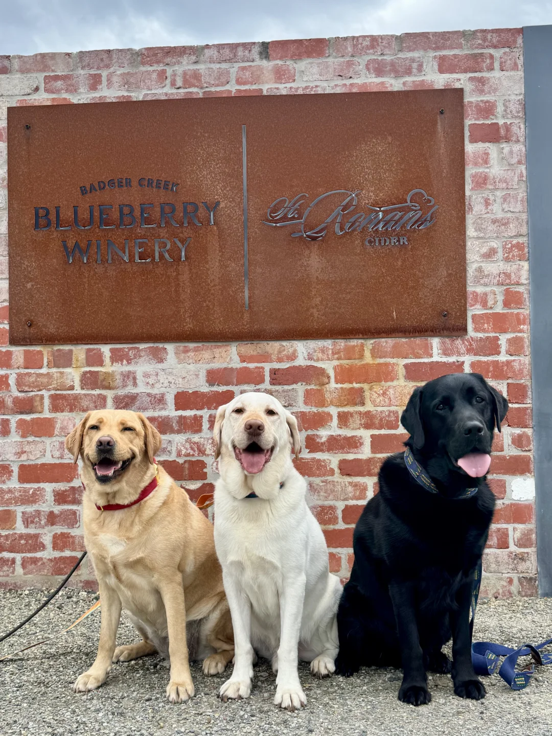 蓝莓酒庄 🫐🍷