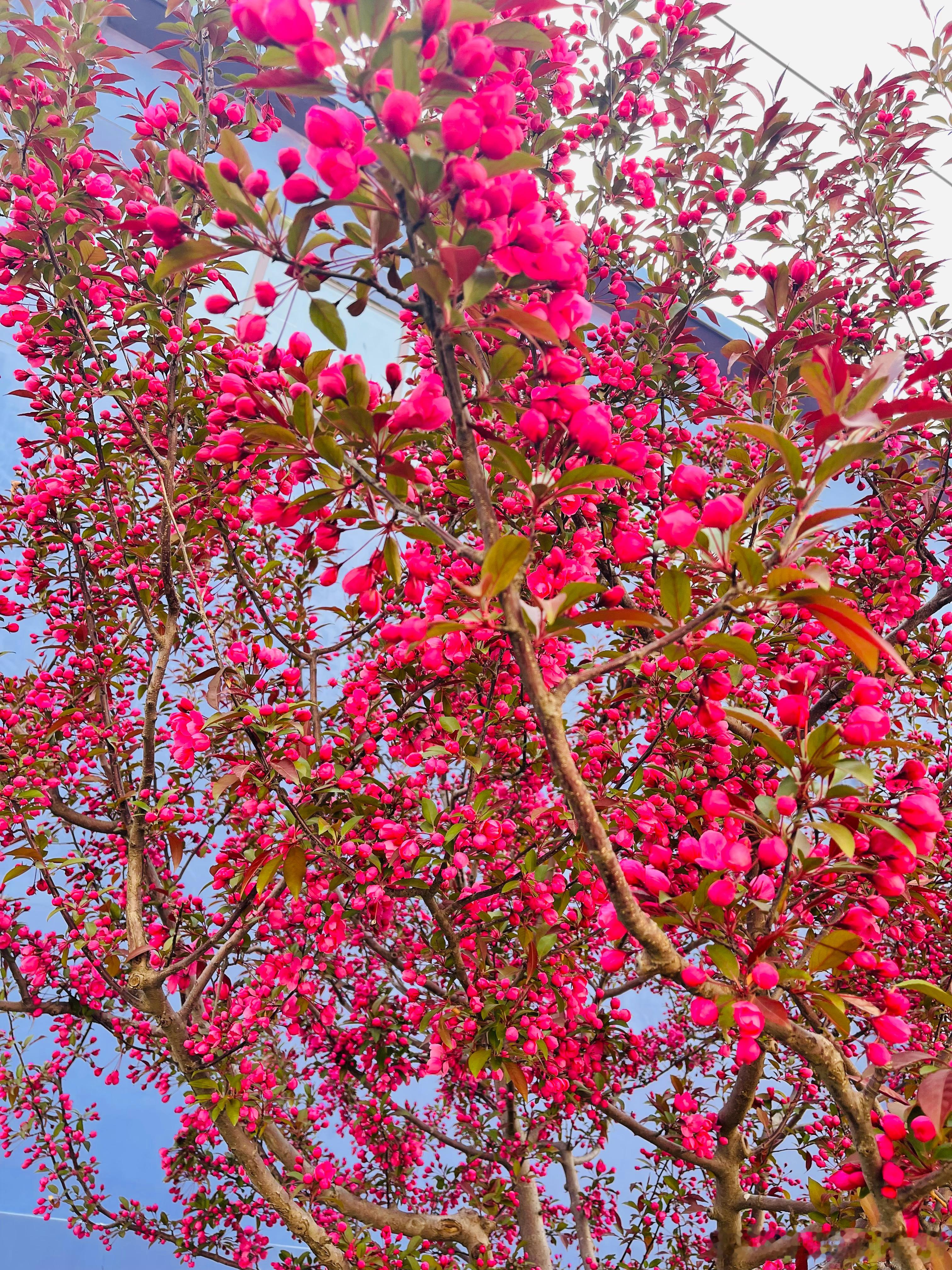 #营养师[超话]# 该看花看花，该买菜买菜[哈哈][哈哈][哈哈][哈哈][哈哈