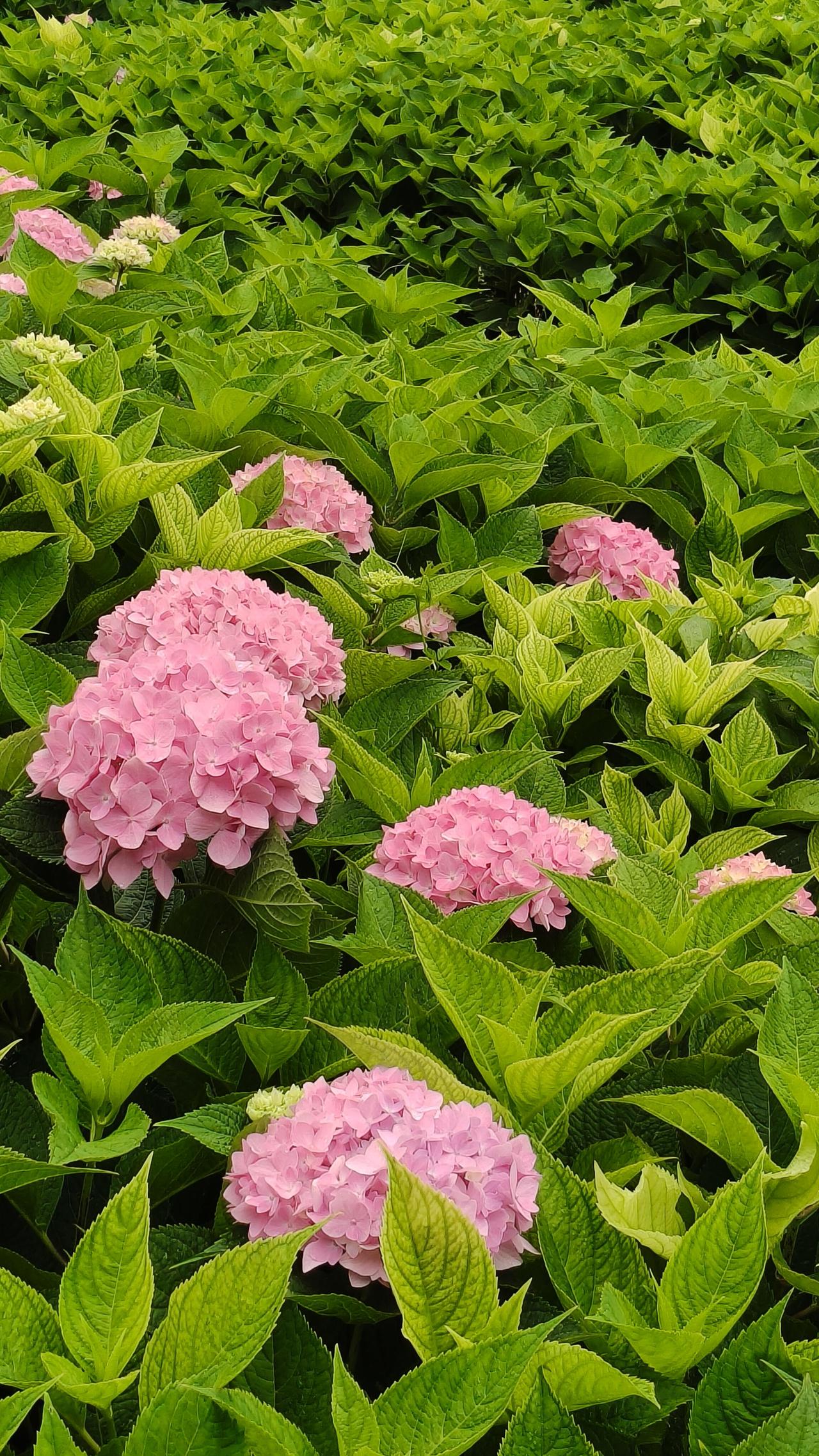 千年浮屠花事深
        ——小雁塔赏绣球花记

暮夏已尽，白露将至。清晨