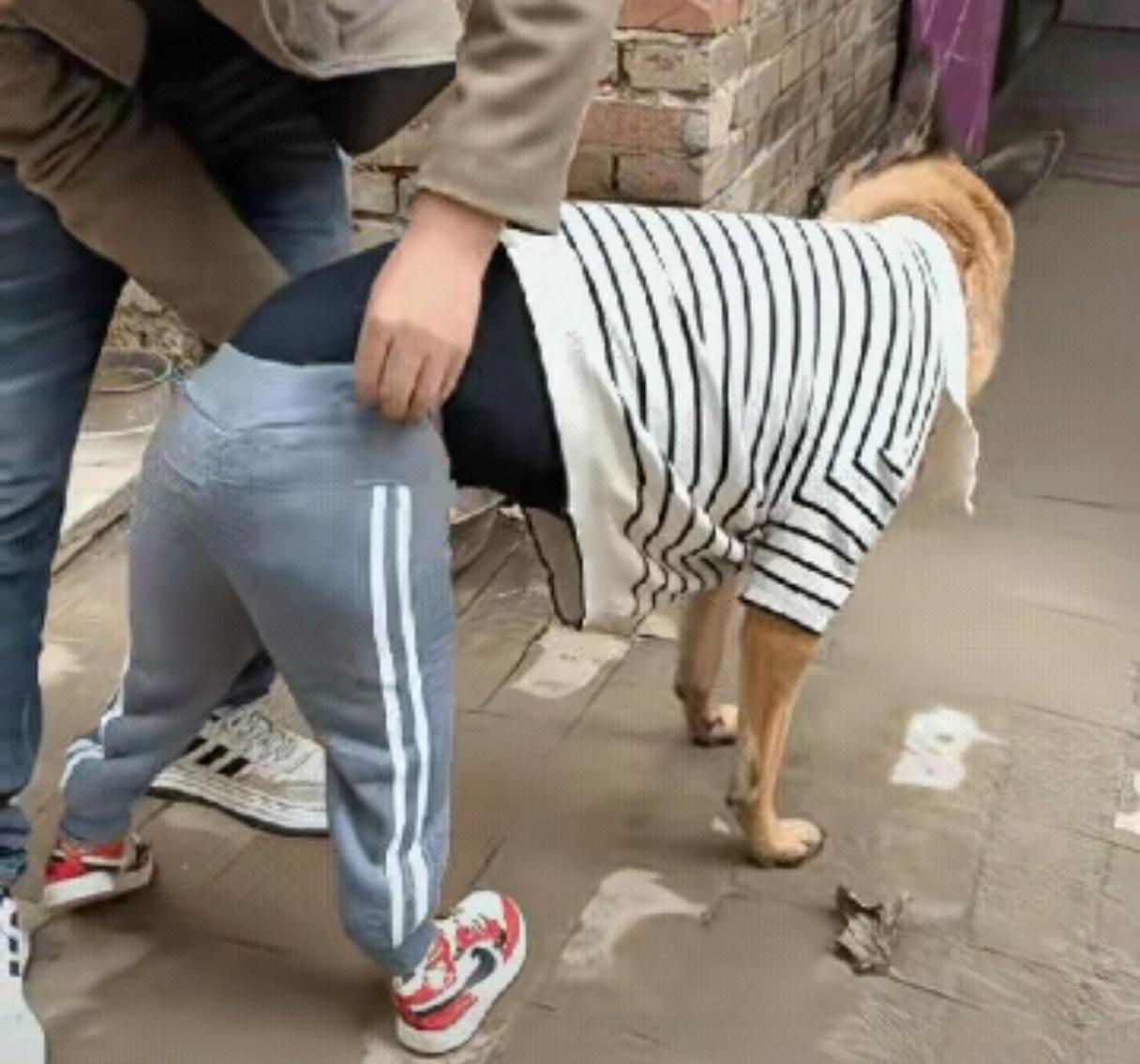 给狗穿裤子，难道狗也怕丑？
狗穿人的裤子，怎么穿都不合身。
狗应该穿狗裤，让狗也