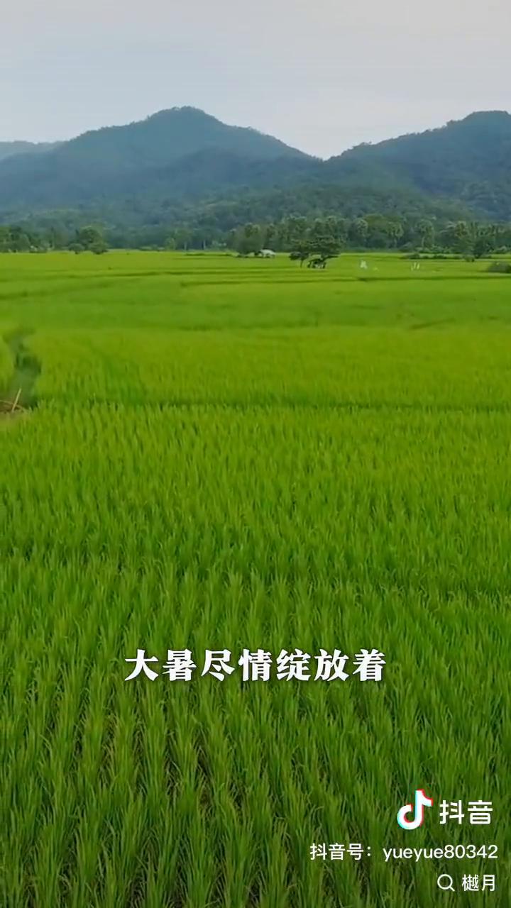 今日大暑，不知不觉已经进入到了夏天的最后一个节气了。夏天终于要把自己最炙热、最高
