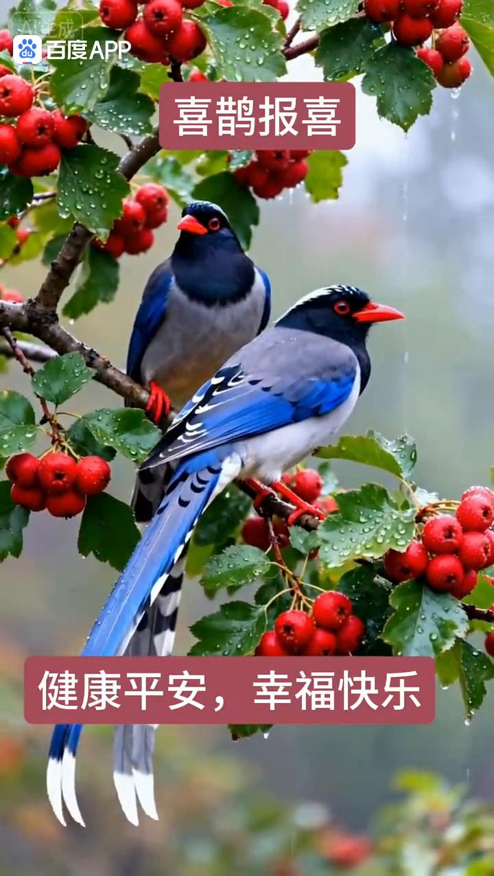 喜鹊报喜，健康平安，幸福快乐。
