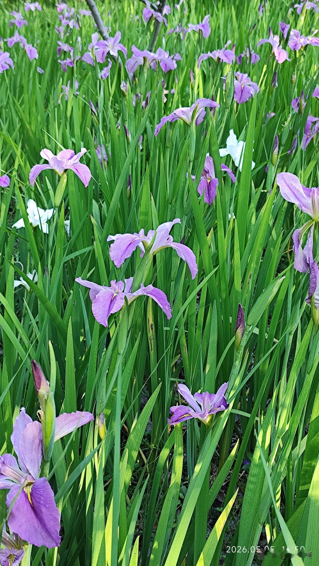 分享一张最近随手拍的照片美丽花儿如紫蝴蝶翩翩起舞