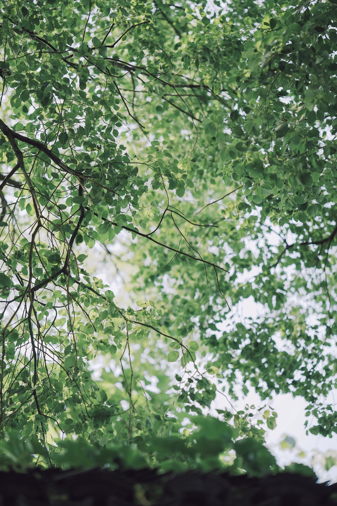 初夏的味道a7m5+85/1.4 