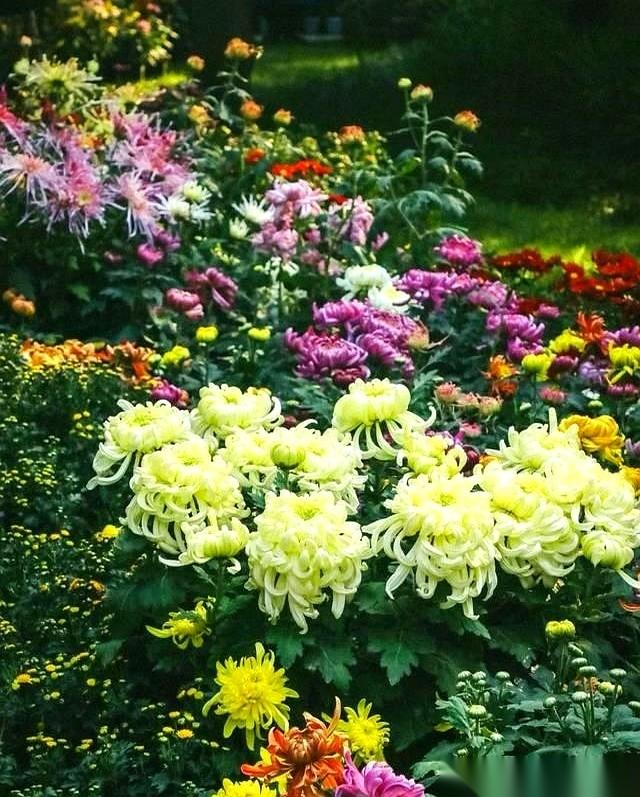 我总觉得，秋天那些拼了命开的花，不是为了争奇斗艳，是为了告别。
你看它，在篱笆墙