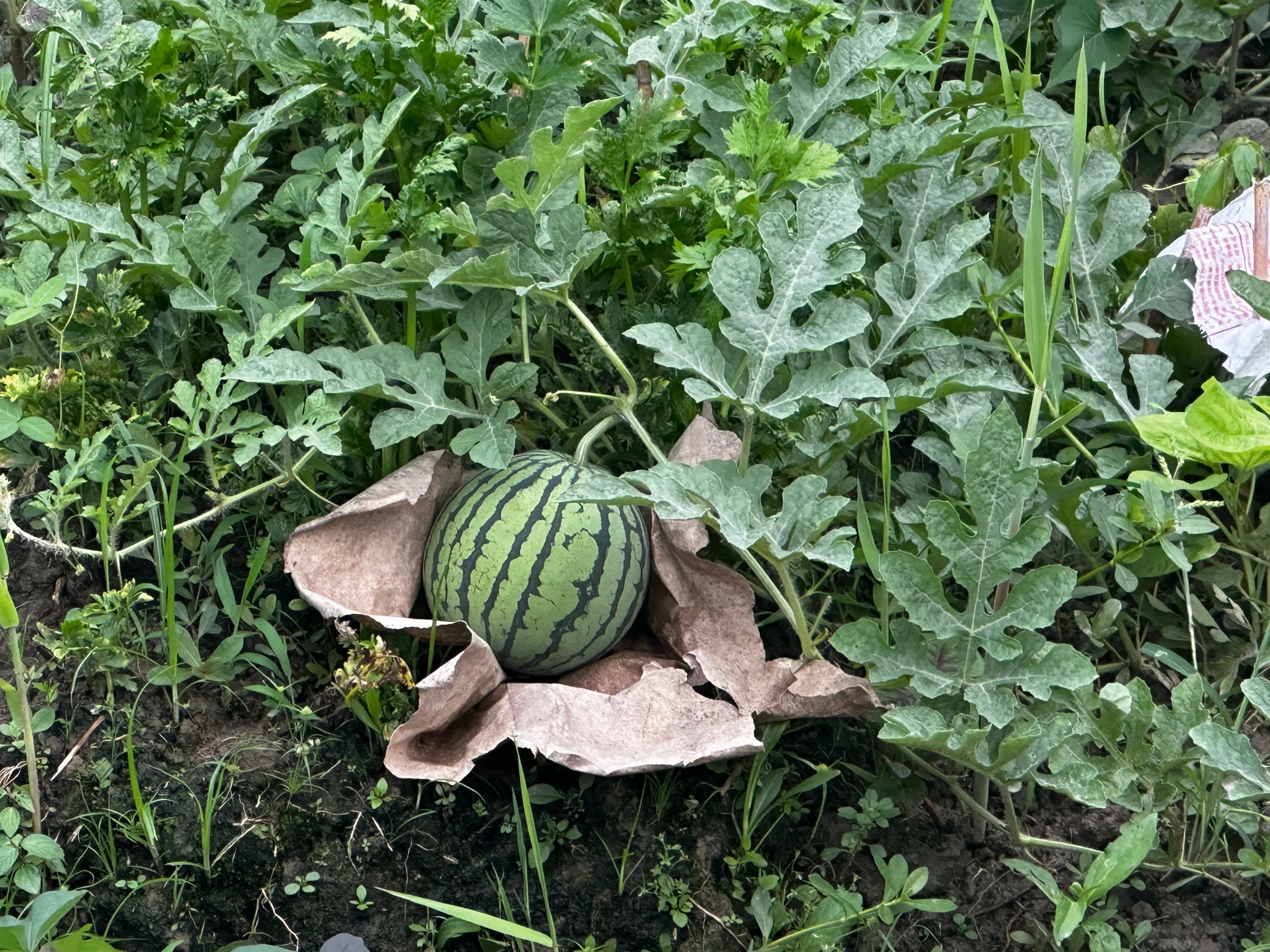 我家菜地里的一只西瓜。一周前，已实现吃菜自由。 