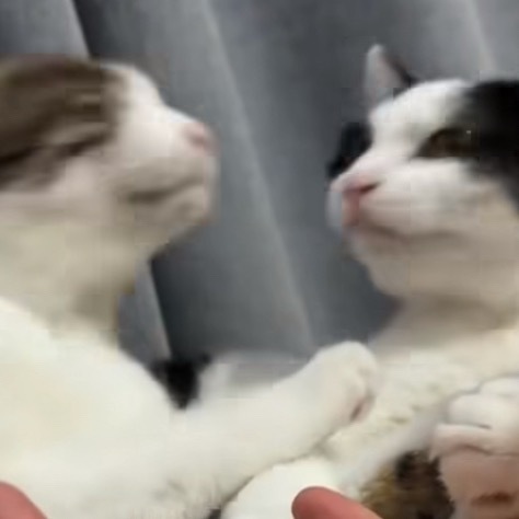 猫猫不小心亲到死对头 咪：⊙᎔⊙ 
