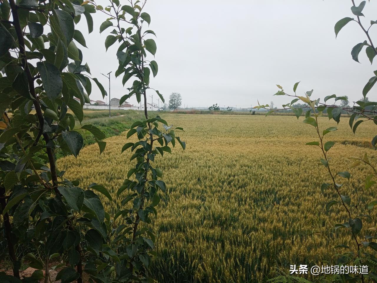 是旱是涝，四月看十五
初一没有初二灵，四月十五天更灵
四月十五早看天，旱涝早知道