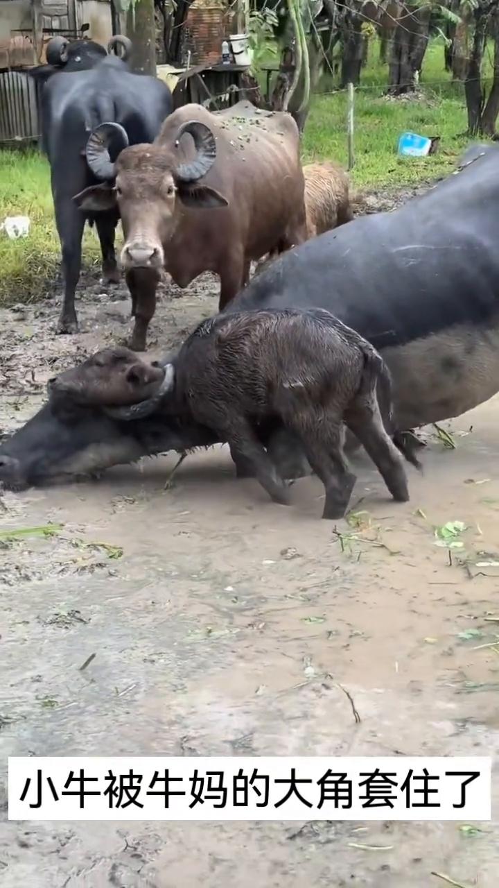 小牛被牛妈的大角套住了。