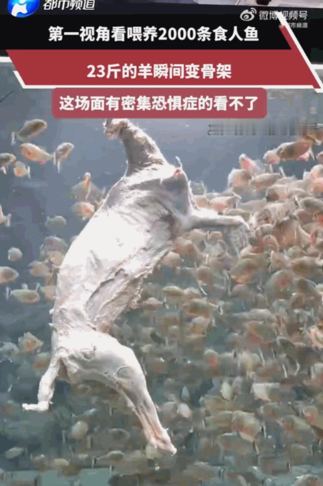 头皮发麻！广东，一博主为了搞出点轰动的大场面，居然把整整23斤重的整羊，直接扔进