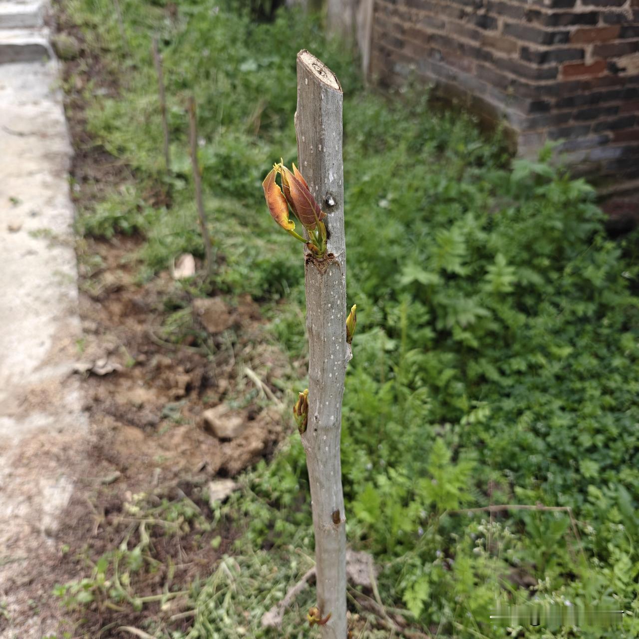 用钢钎打眼，扦插的白杨树，暂时全部活了。立春以后，我用1.5米长，2.5厘米粗的