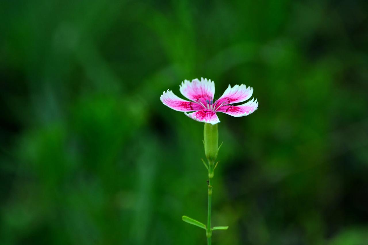 美丽的野花