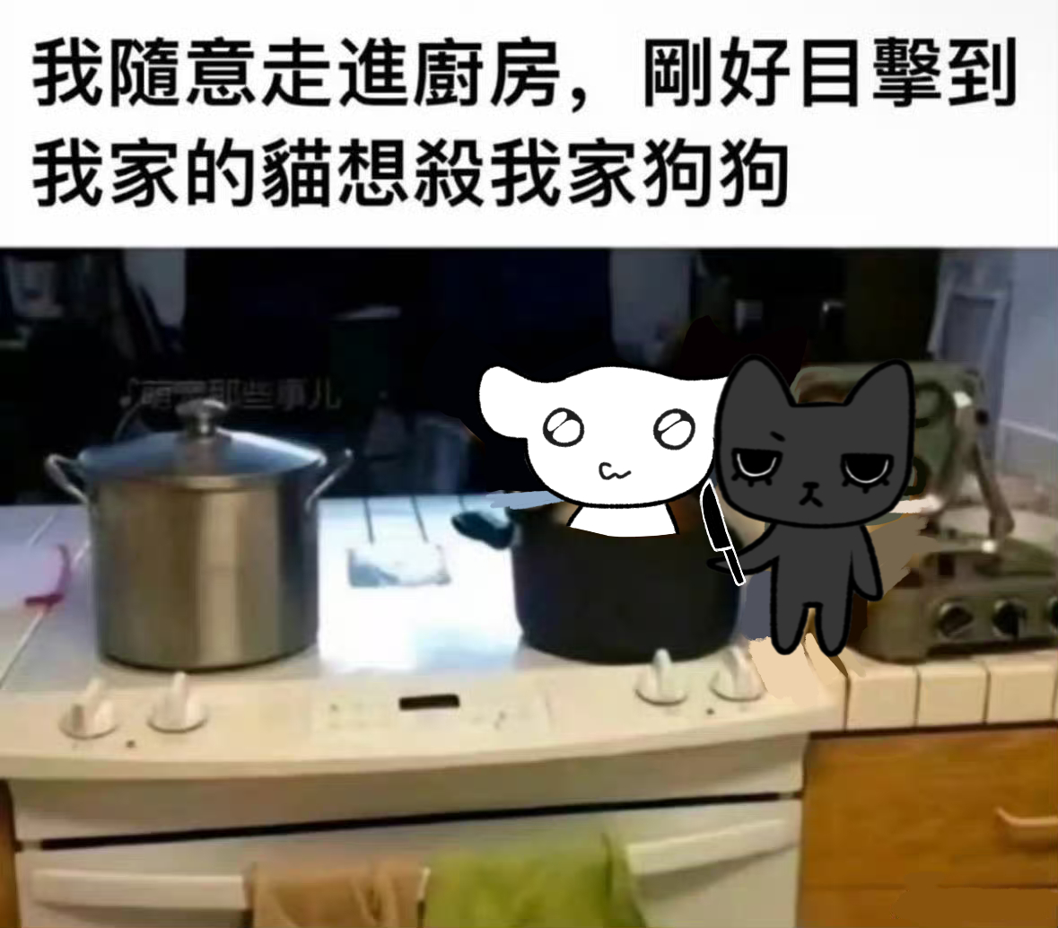 【我敲】家里猫狗不合怎么办 