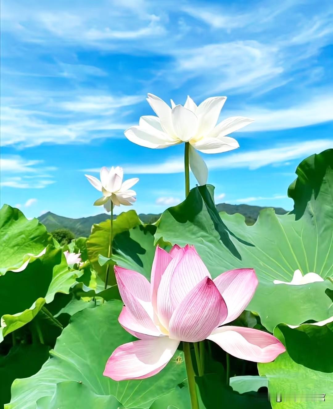 人过六十，读懂老祖宗的处世智慧，10种关系越简单越有福！
 
《道德经》有言：“