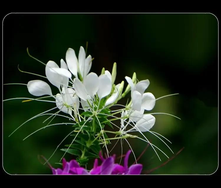 《醉蝶花》
醉蝶花，是白花菜科醉蝶花属的一年生草本植物。醉蝶花的花瓣呈倒卵形，像
