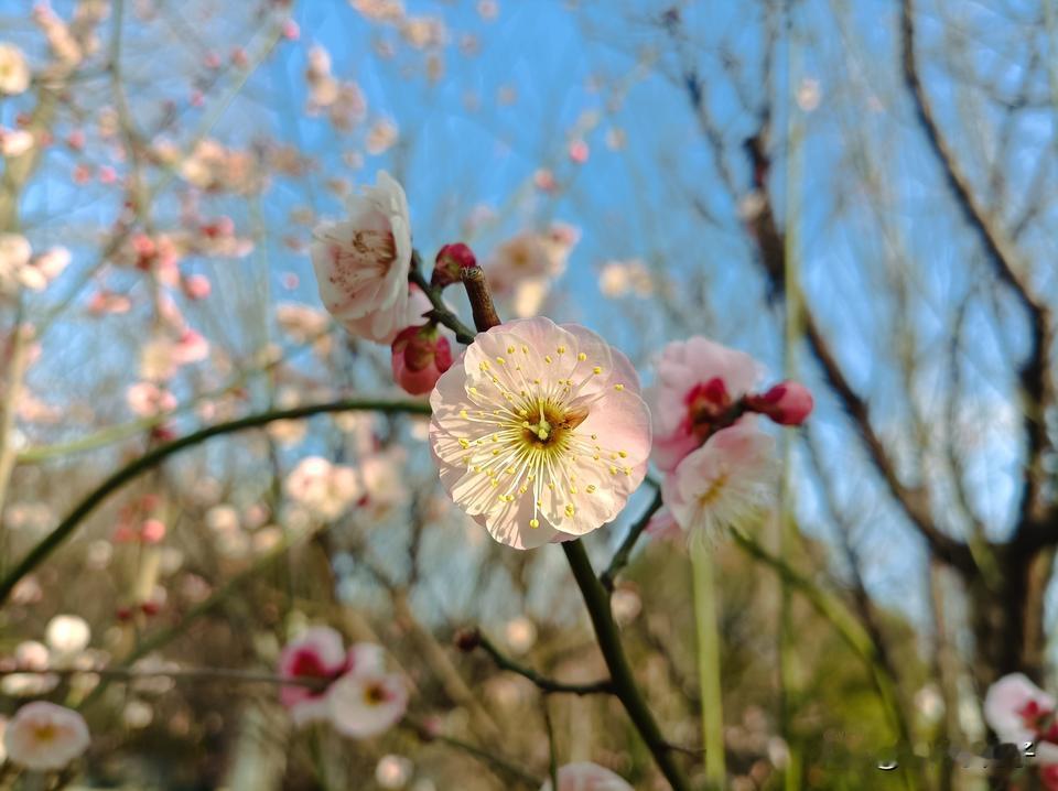         从“盼望着、盼望着”春天，到如今“落红无数”的暮春，感觉不过几天