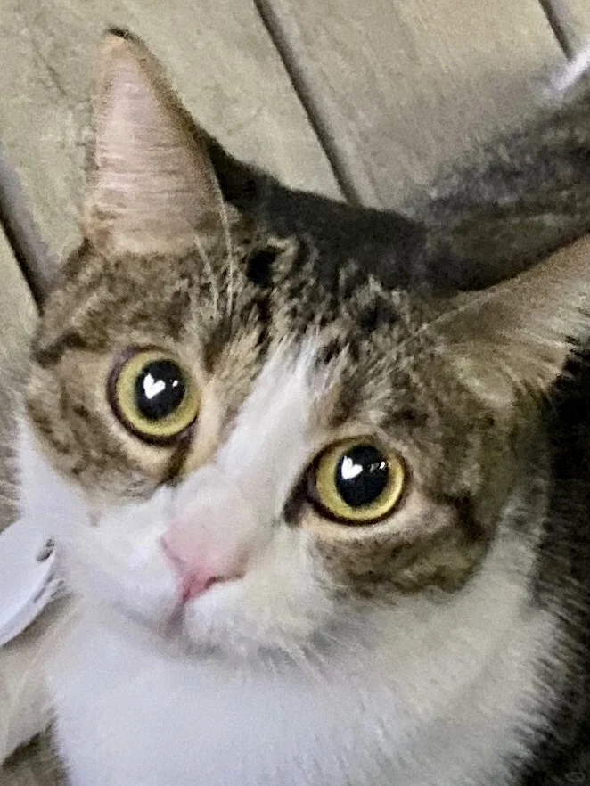 小猫咪眼里全是爱你的形状