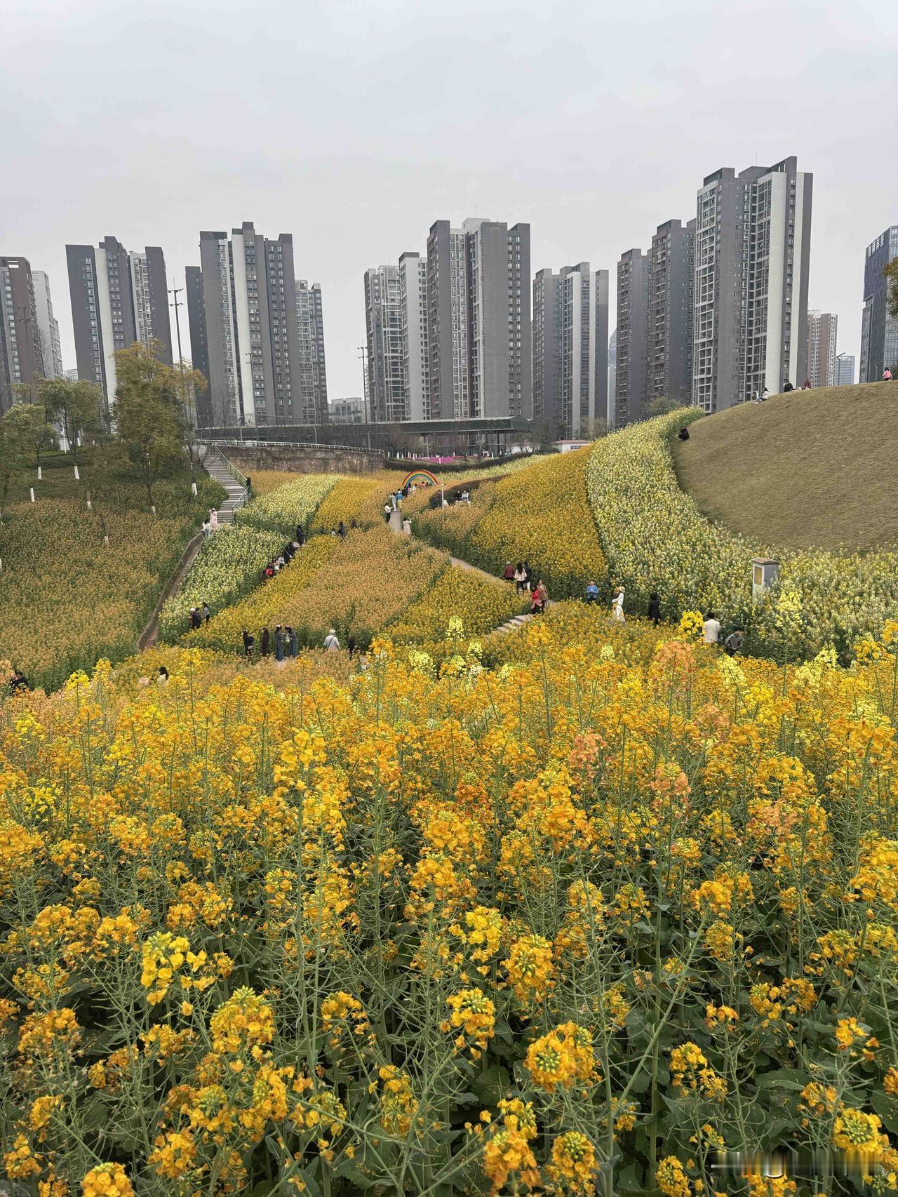 当高楼林立的城市背景遇上漫山遍野的金黄，溉澜溪体育公园的油菜花海，便成了重庆春天