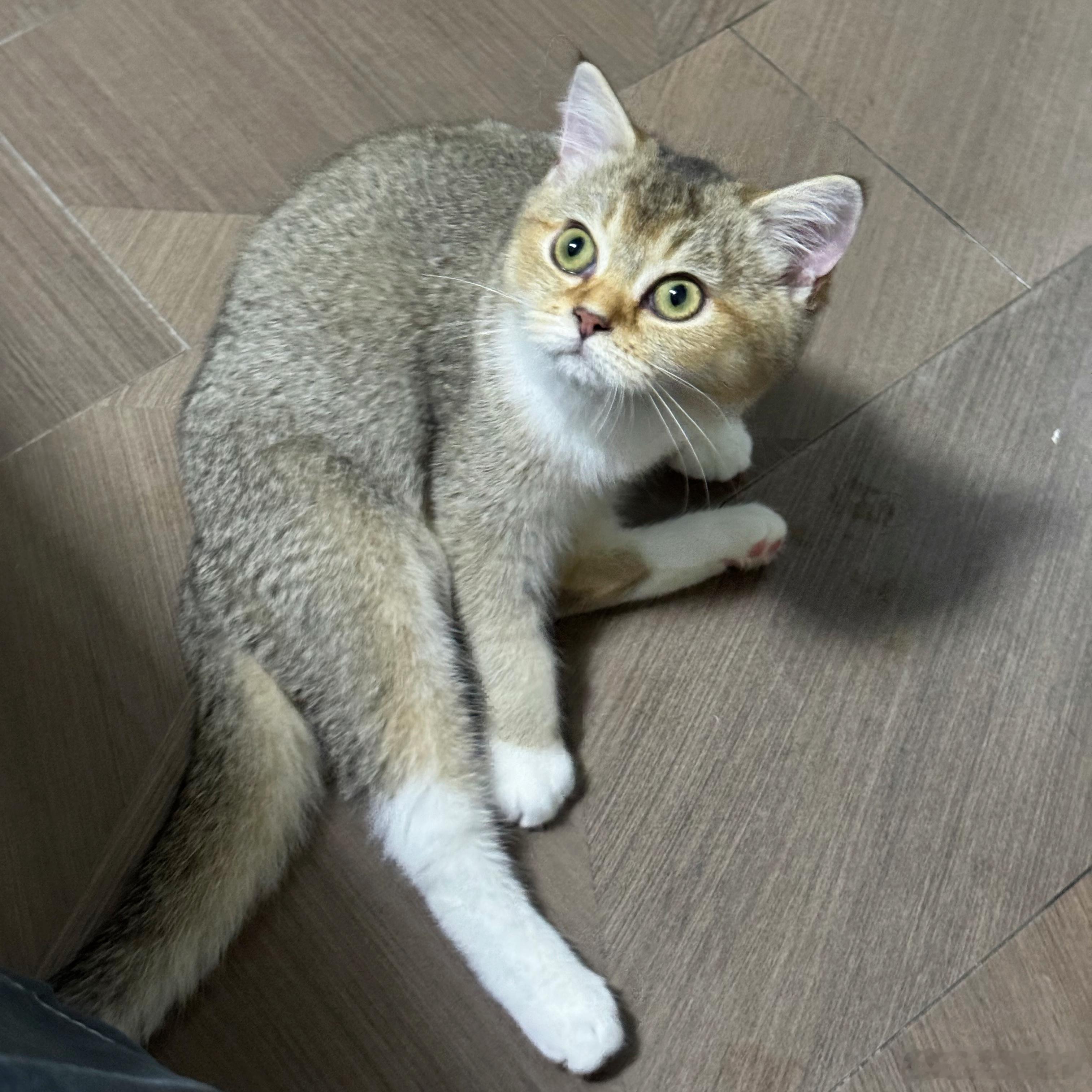 翻到啾啾刚被捡回家的照片……瘦得像一根猫条！ 