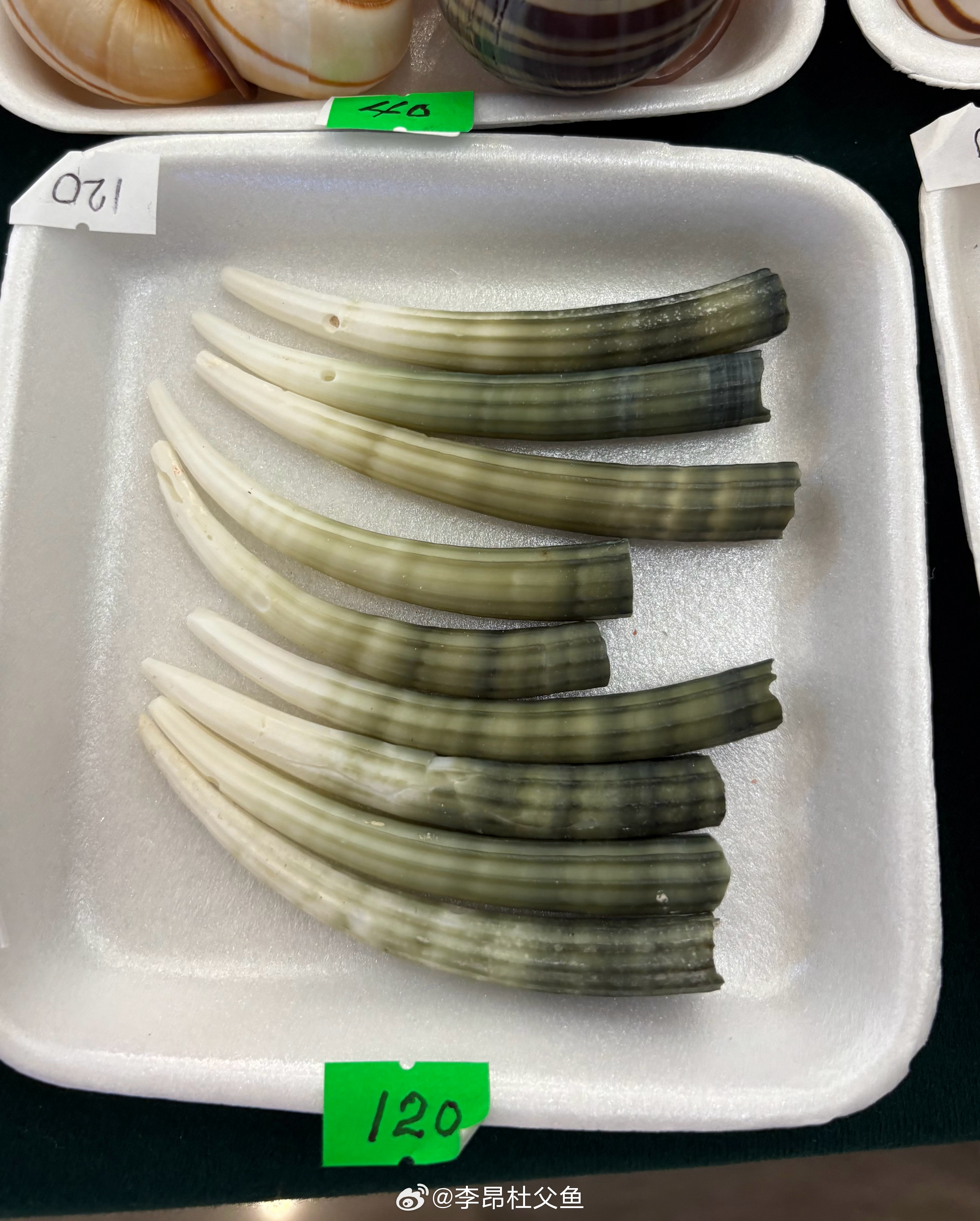 象牙角贝/Dentalium elephantinum，又称“绿象牙贝”，属软体