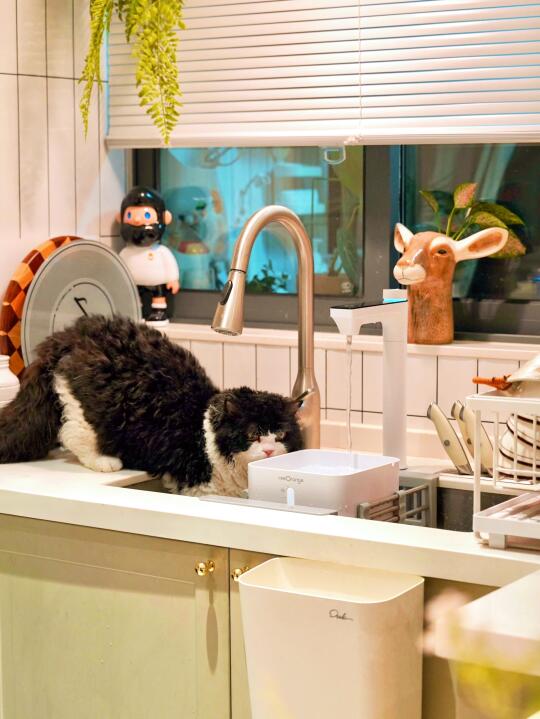 带娃养猫不愁水！厨下净热一体机真香