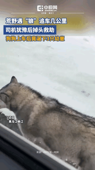 冰天雪地追车数公里！黑龙江女子心软掉头，狗狗上车后带来意外惊喜
 
黑龙江，女子